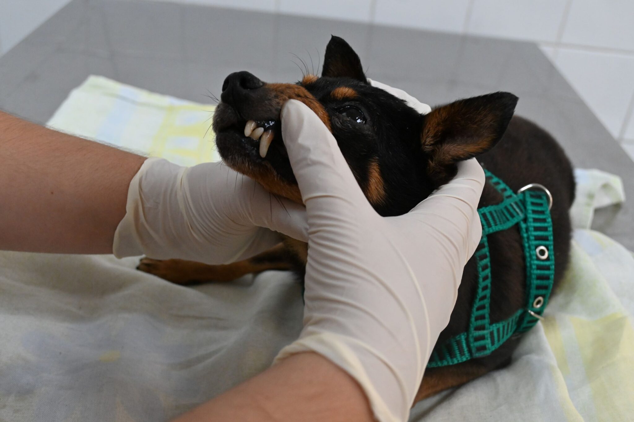 Prefeitura oferece 50 consultas veterinárias gratuitas em outubro