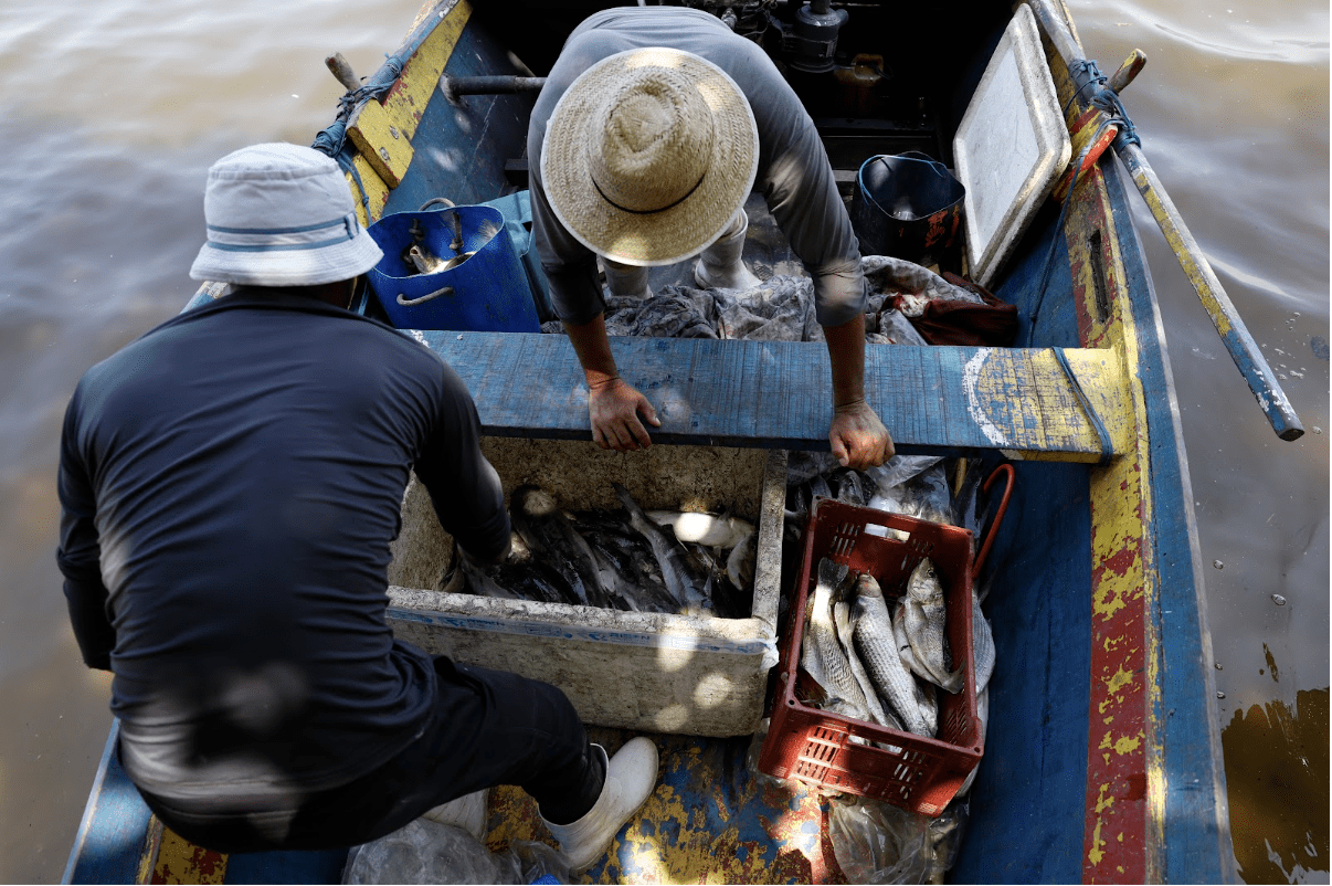 Pesquisa da UFF avalia a presença de mercúrio em peixes da Baía de Guanabara e  risco à saúde de pescadores