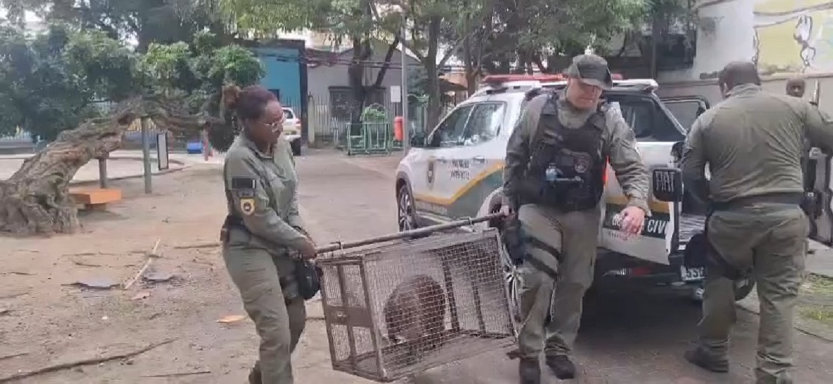 Guarda Municipal de Niterói reintegra capivara resgatada em área de proteção ambiental