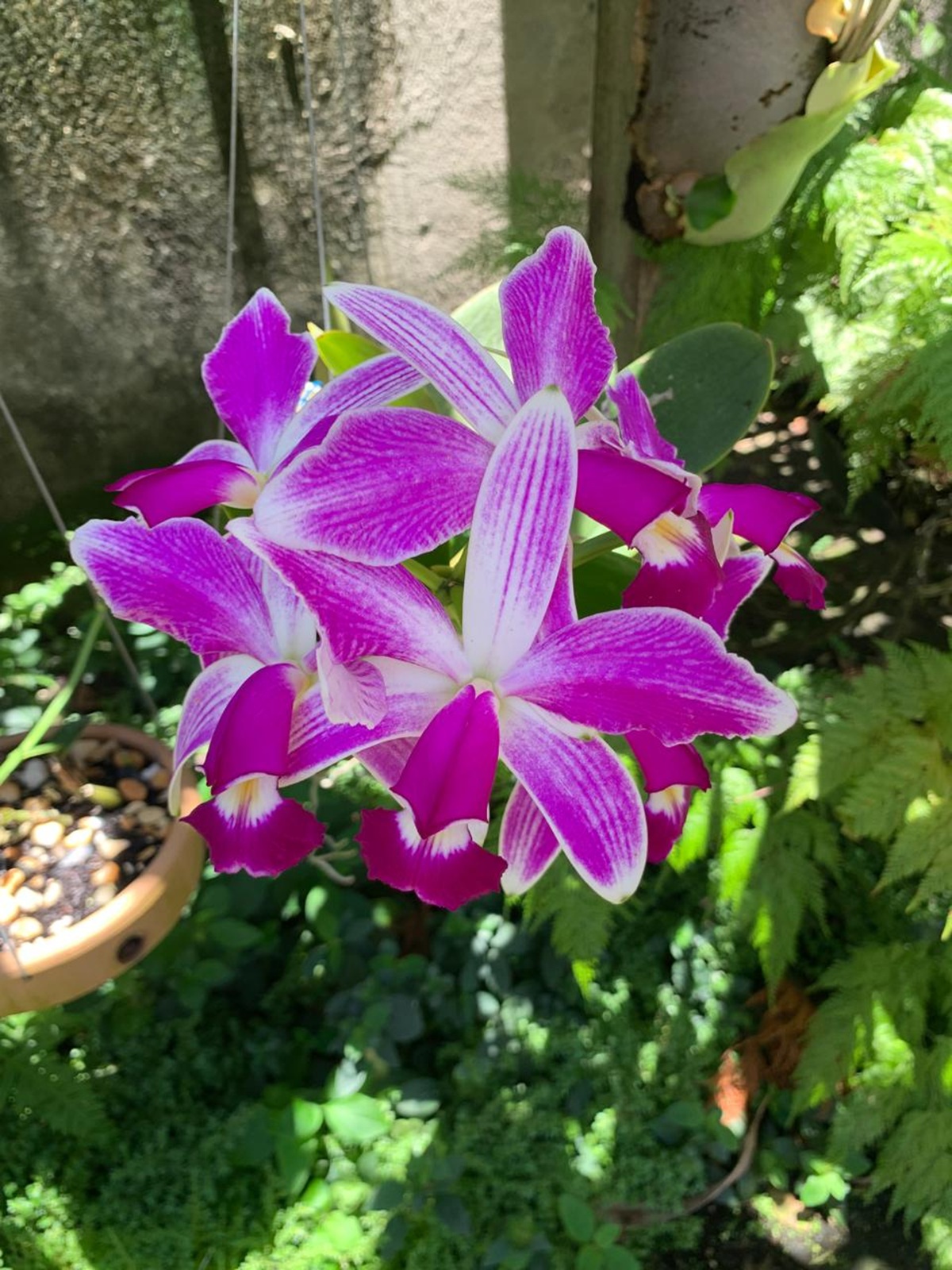 Entre flores, tradição e natureza: Niterói recebe a 40ª Exposição de Orquídeas com apoio da Prefeitura
