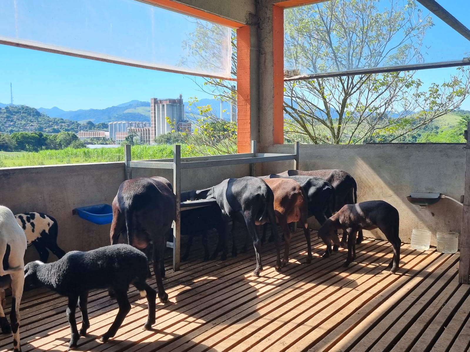 Pesquisas da UFF desenvolvem biotécnicas reprodutivas que visam o bem-estar dos animais