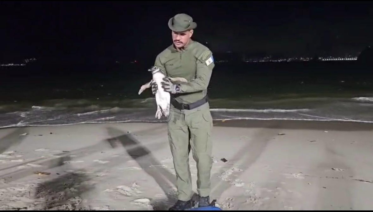 Temporada de pinguins começa em Niterói e Guarda Ambiental orienta população sobre como agir