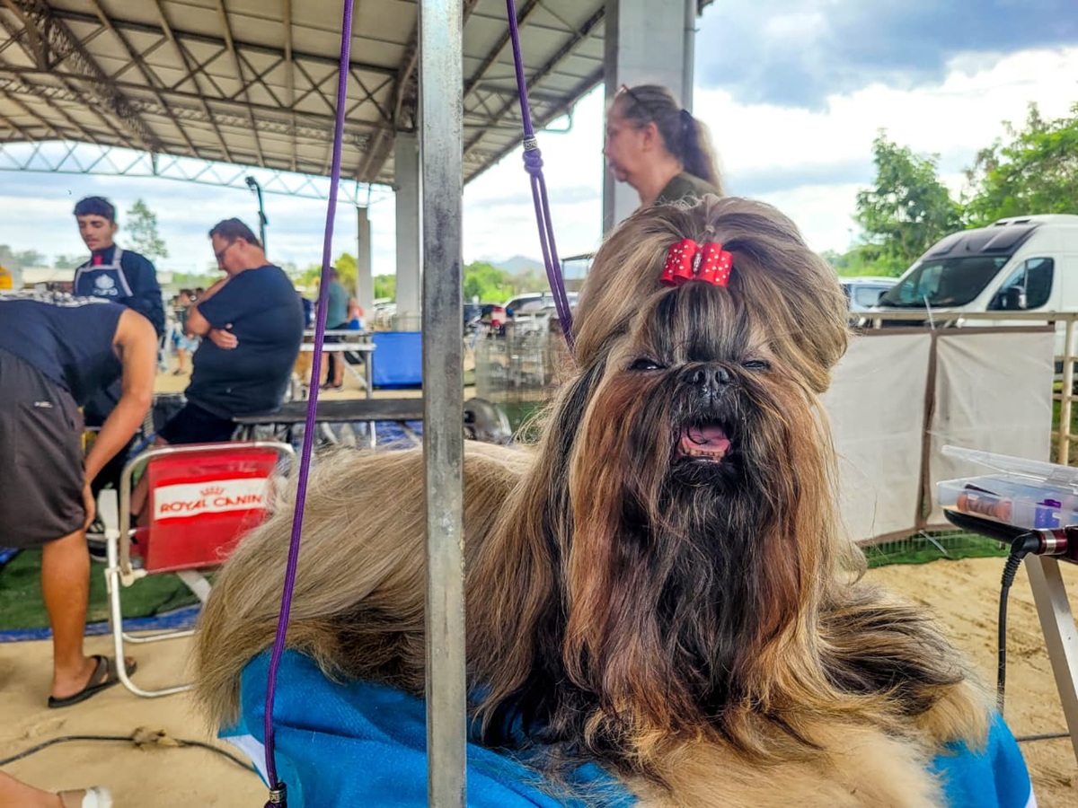 Parque Rural de Niterói reúne exposição de Cães de Raça, competição nacional, adoção responsável e serviços gratuitos