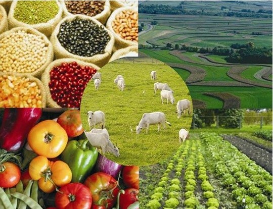 Câmara pode votar medidas provisórias e projetos ligados ao agronegócio na próxima semana